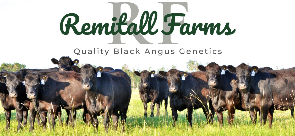 Many of the Angus bulls raised and bred by the Latimers of Remitall Farms Inc are show champions and leaders in the Black Angus breed. Click here to be added to our Bull Sale Catalogue EMailing List.