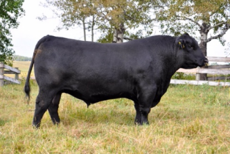 Decisive 35D is recommended for heifers or cows. Extra length of body with loads of shape, natural thickness, and muscle with style. Sound structured with great set of feet and depth of heel.