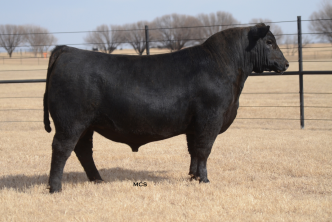 Oklahoma is strong footed, sound structured, large scrotal, smooth made and nearly impossible to find a hole in for an exciting up and coming calving ease prospect.