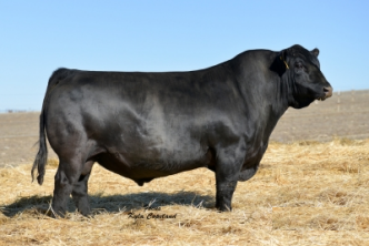 Basin Payweight 1682 is a high volume, easy fleshing individual. His daughters display his depth of body and ease of fleshing with nice udder structure and a brood cow look.