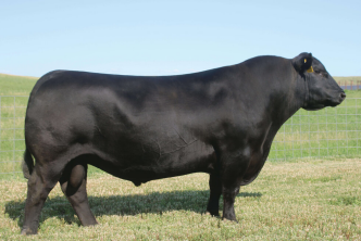 Sensation is a sire that produces exceptionally consistent low birth weight cattle.