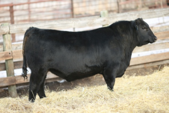 Spitfire is one of the top herdsire prospects to come out of the Remitall Farms program. Extra length of body with loads of shape, natural thickness, and muscle with style. Phenotype, performance, RPDs, pedigree and cow family strength.