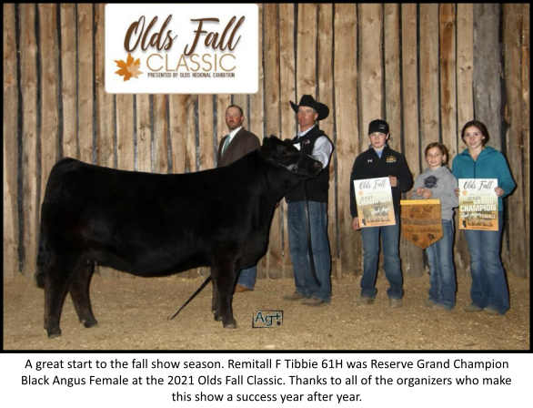 Reserve Grand Champion Black Angus Female at the 2021 Olds Fall Classic.
